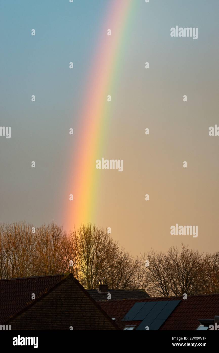 Arc-en-ciel exceptionnellement lumineux au-dessus d'une rangée d'arbres avant le coucher du soleil Banque D'Images