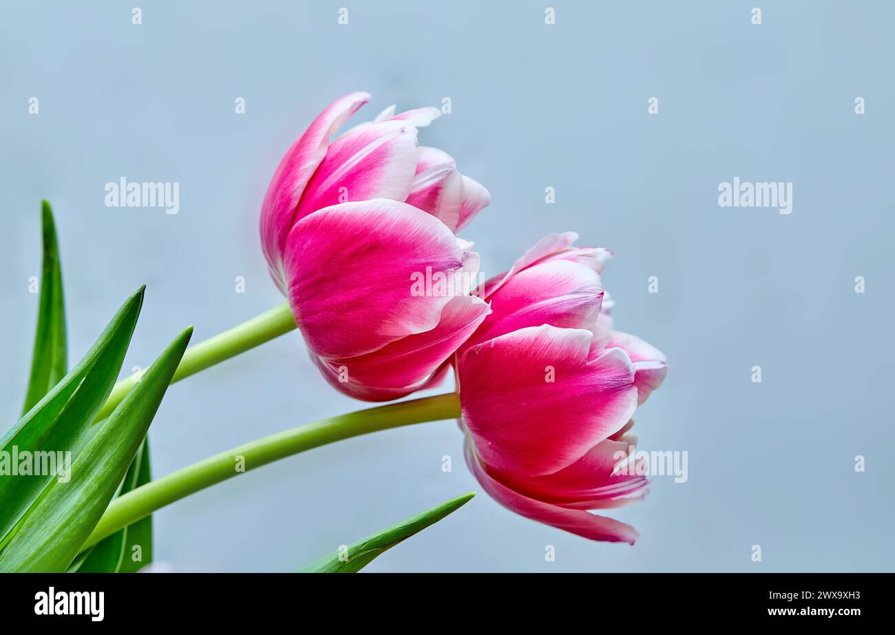 Image de deux bourgeons de tulipe ouverts pivoine rose Columbus Banque D'Images