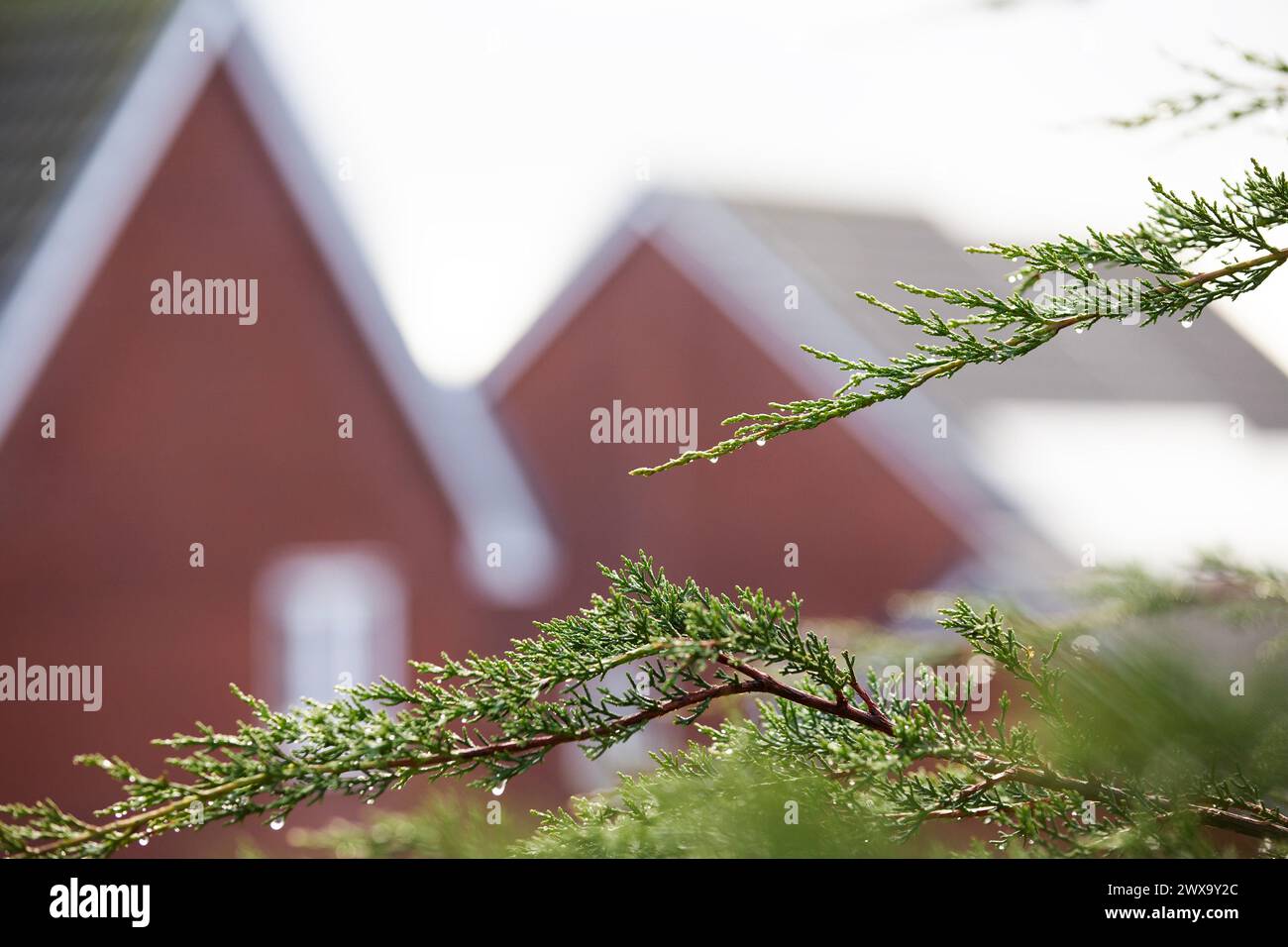 Météo britannique - gros plan des gouttes de pluie sur l'arbre vert avec des maisons de quartier floues en arrière-plan Banque D'Images