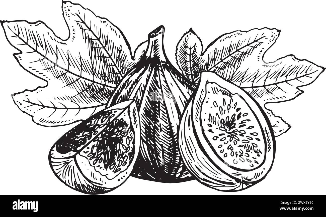 Illustration de fruit de Fig. Illustration de style gravé. Fruit de croquis vintage. Illustration vectorielle Illustration de Vecteur
