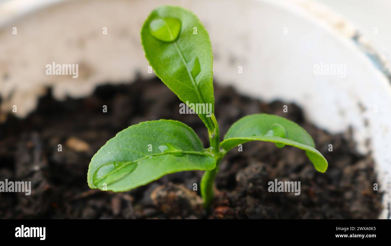 petit germe de citron dans un récipient blanc avec des gouttes d'eau sur des feuilles denses et lisses en gros plan, la croissance et l'arrosage des semis d'agrumes en pot Banque D'Images