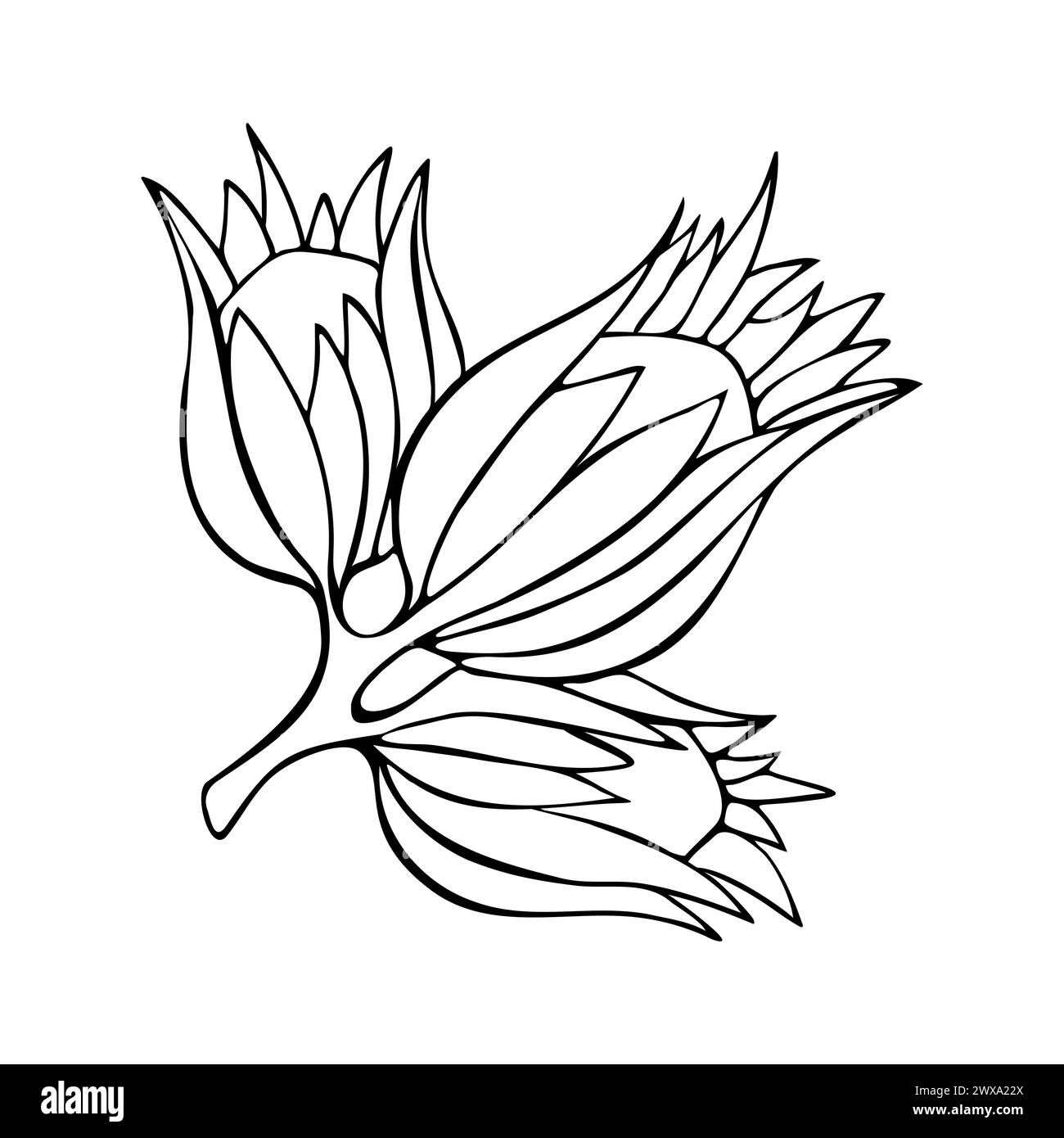 Hazel noisette dessiné à la main contour dessin linéaire, isolé, sur fond blanc. Illustration vectorielle Illustration de Vecteur