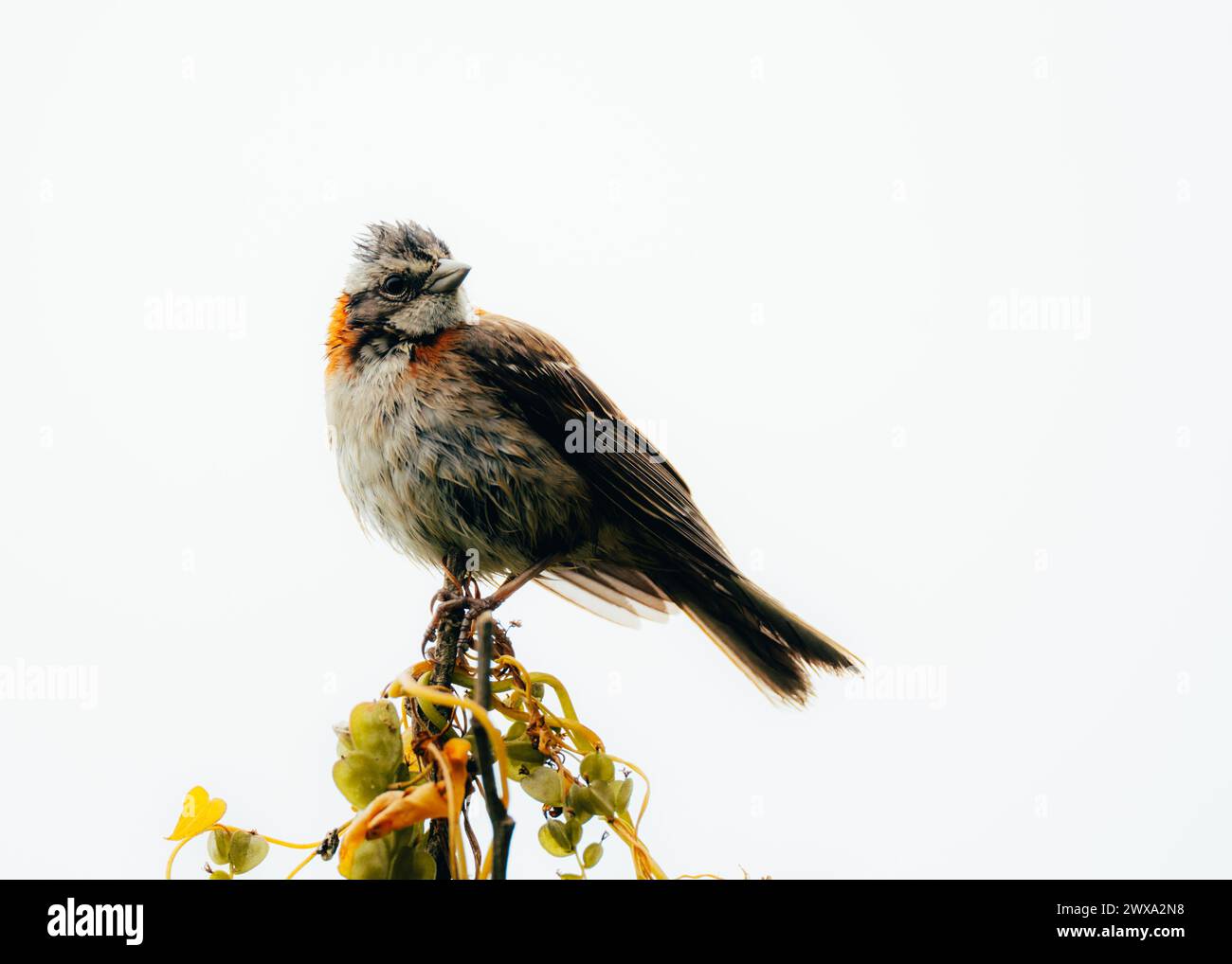 Un adorable oiseau moineau à col roux isolé sur un fond blanc Banque D'Images