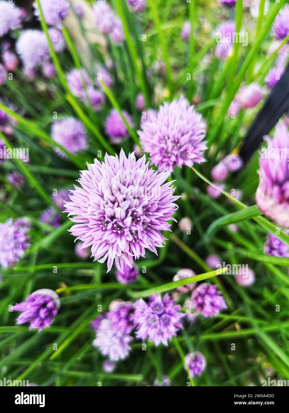 Ciboulette violette fleurissant dans le jardin Banque D'Images