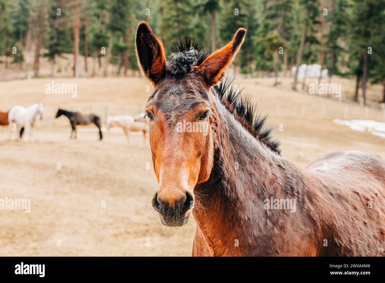 Cheval de près avec d'autres chevaux dans les distances Banque D'Images