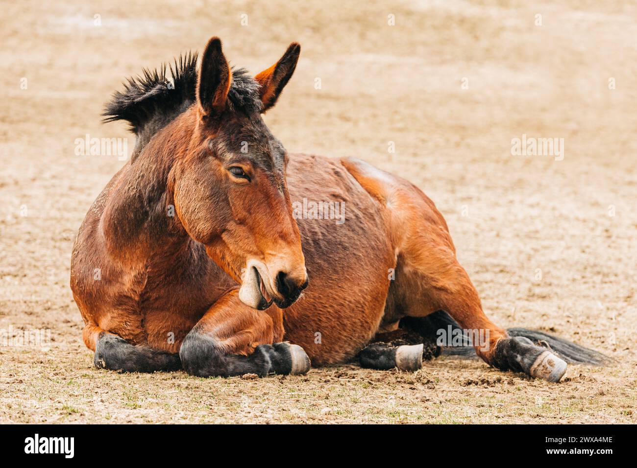 Joyeux cheval souriant posé sur le sol Banque D'Images