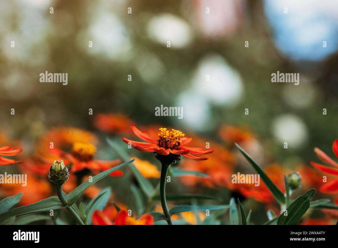 Les teintes vives d'une fleur sauvage se distinguent par un arrière-plan bokeh doux Banque D'Images