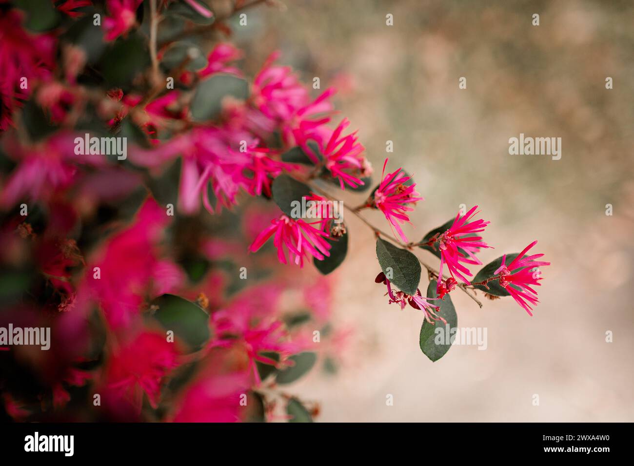 Des fleurs de fuchsia vives ornent la branche d'un jardin Banque D'Images