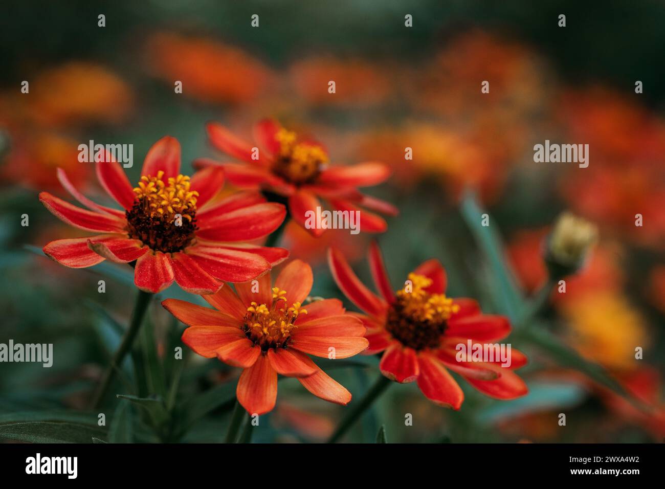 Fleurs rouges et oranges vives fleurissent avec une chaleur vive Banque D'Images