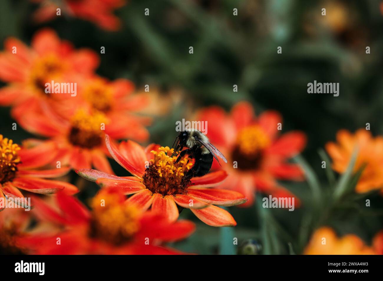 Un bourdon puise diligemment des fleurs orange vives Banque D'Images