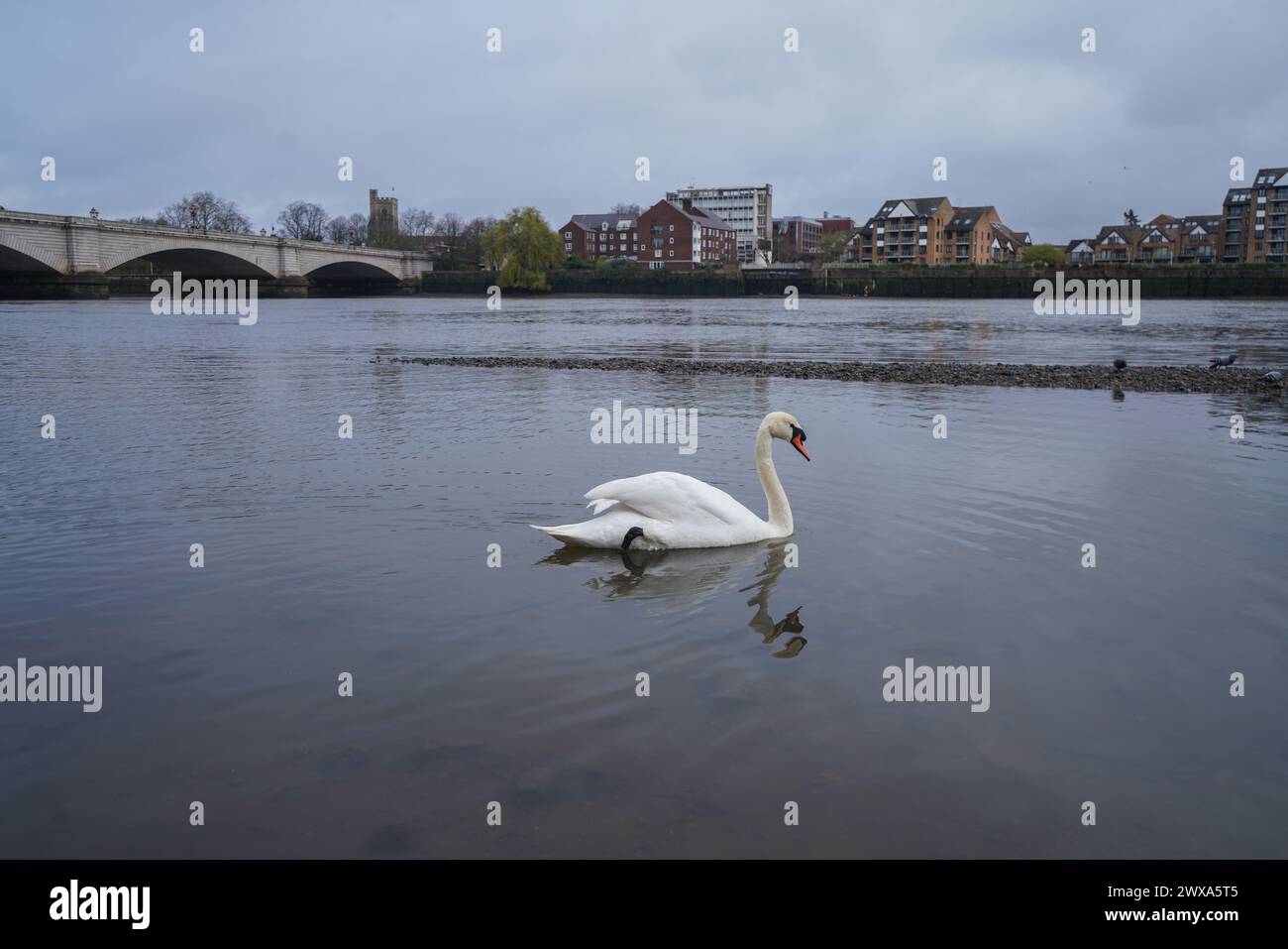 Putney, Londres 29 mars 2024 . Cygnes sur la Tamise à Putney, au sud-ouest de Londres. Des niveaux élevés d'E. coli ont été trouvés dans la Tamise de Londres selon le groupe de campagne environnementale River action avant la traditionnelle course de bateaux de l'université d'Oxford Cambridge le samedi 30 mars . Il y a eu une multiplication par cinq des eaux usées par l'eau de la Tamise dans les rivières de Londres en 2023.Credit : amer Ghazzal/Alamy Live News Banque D'Images