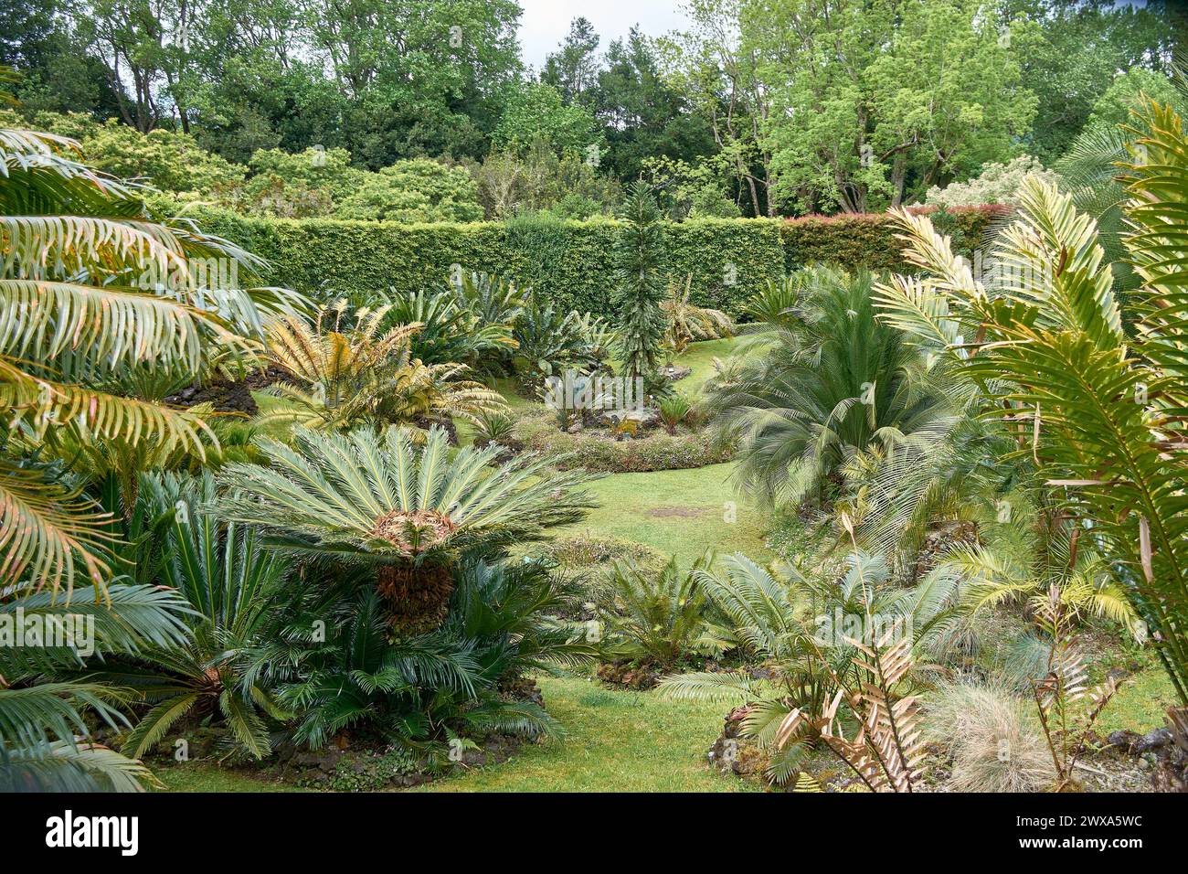 La vallée de Cycas également connu sous le nom de palmier Sagú, l'une des espèces les plus rares et les plus primitives qui existent aujourd'hui est situé dans le jardin botanique exotique 'ter Banque D'Images
