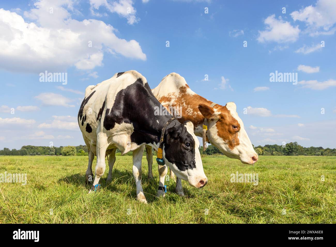 2 vaches broutant noir rouge et blanc, debout côte à côte, diversité multicolore dans un champ vert sous un ciel bleu et un horizon Banque D'Images