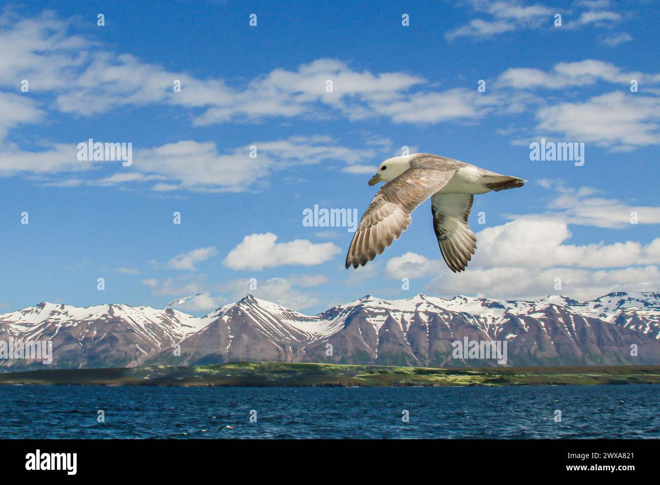 Fulmar nord survolant le fjord de Eyjafjördur en Islande Banque D'Images