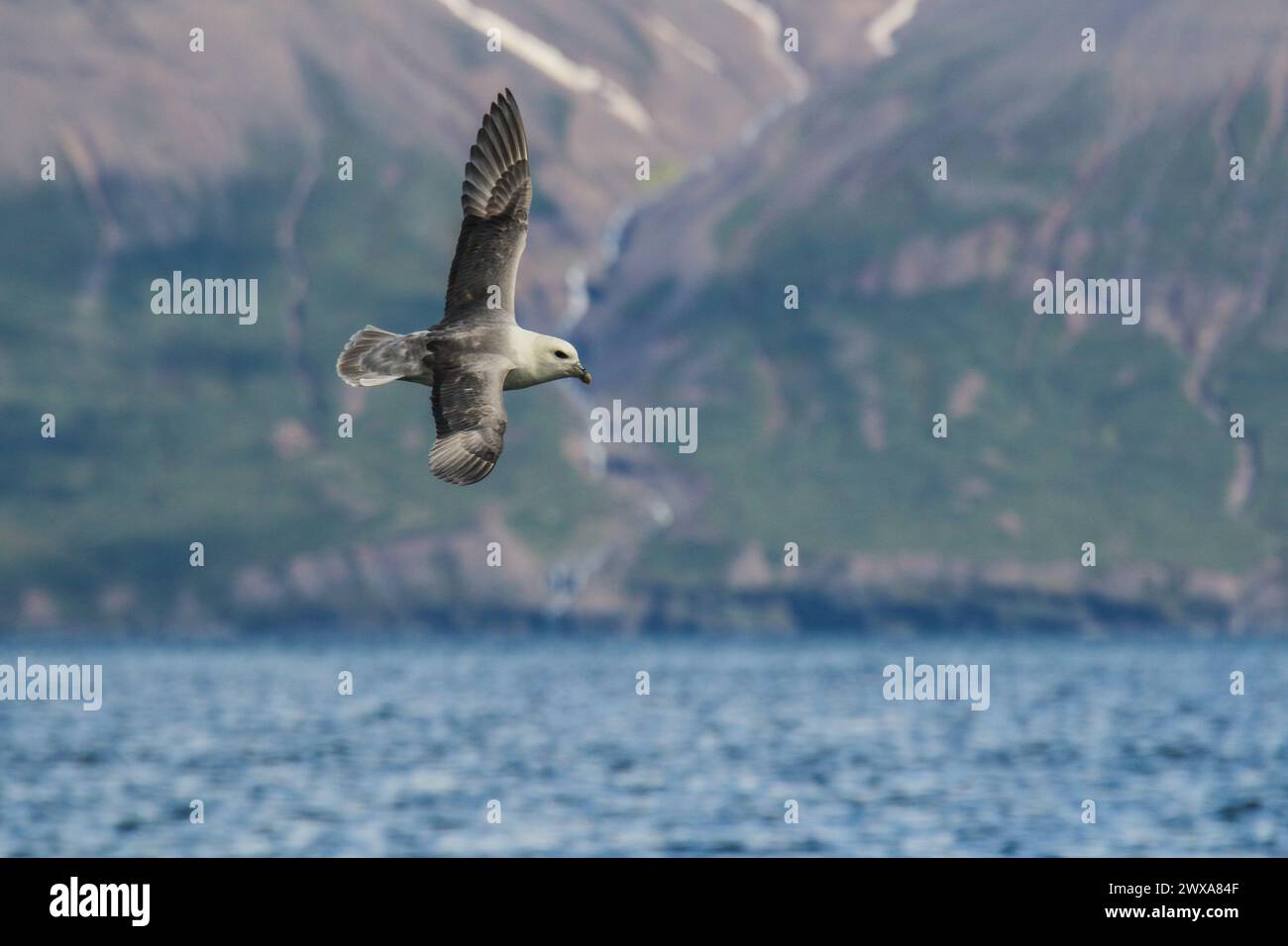 Fulmar nord survolant le fjord de Eyjafjördur en Islande Banque D'Images