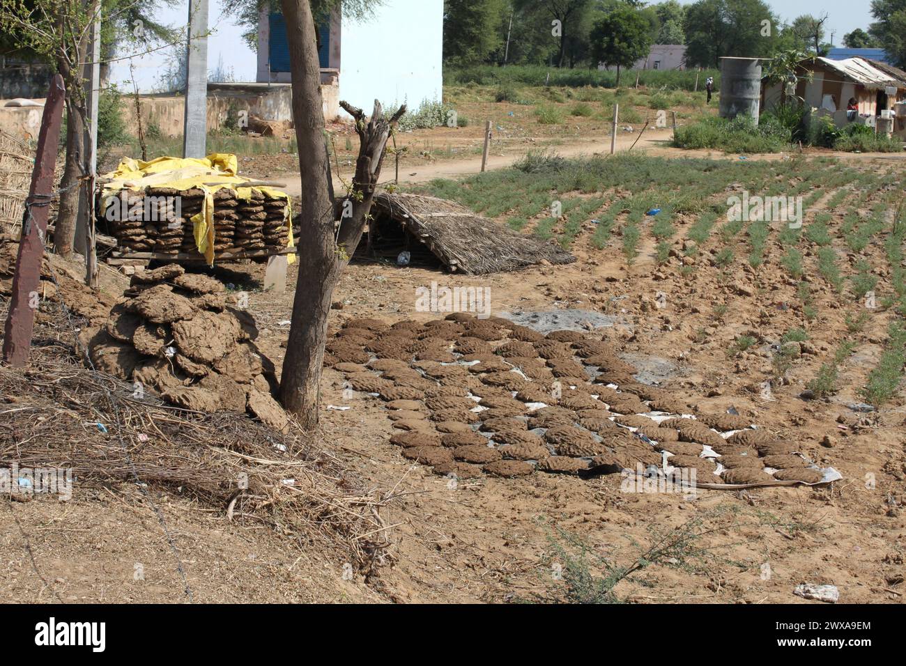 Rajasthan, Inde, 10 mars 2019 : galettes de bouse de vache alignées sur le sol pour sécher au soleil dans l'Inde rurale. La crotte de vache est mélangée avec du foin. Banque D'Images