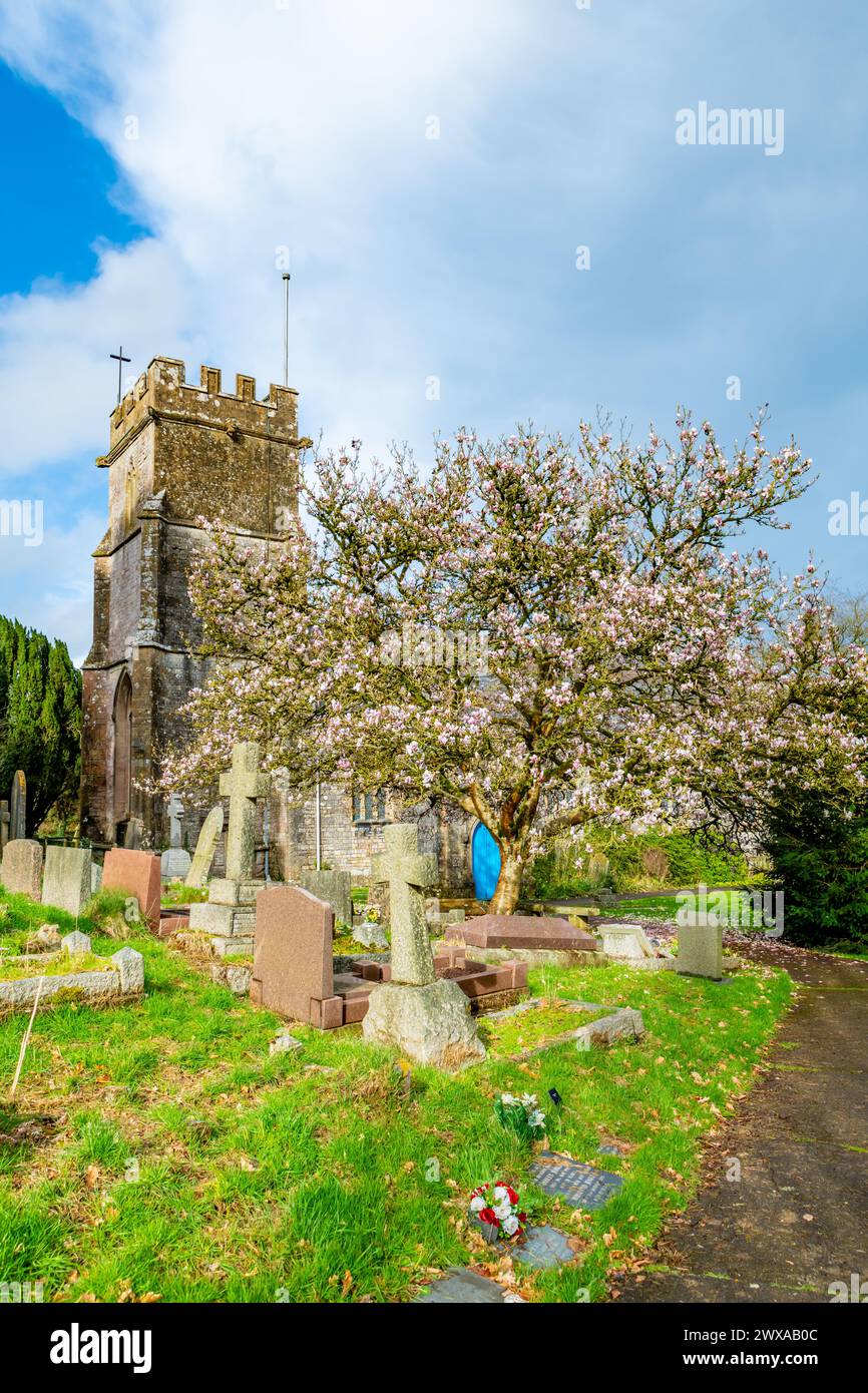 Radstock, Royaume-Uni. 28 mars 2024. Un arbuste de magnolia coloré devant l'église St Nicholas à Radstock pour le printemps britannique. Crédit : Thomas Faull/Alamy Live News Banque D'Images