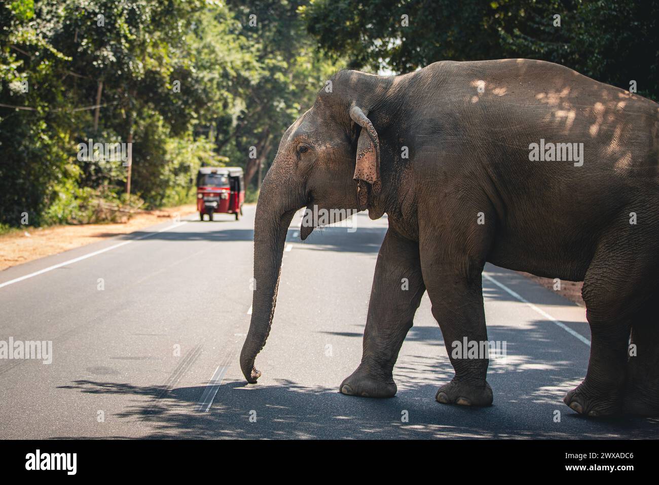 Éléphant sauvage traversant la route principale tandis que le tuk tuk rouge lui donne le droit de passage. Habarana au Sri Lanka. Banque D'Images