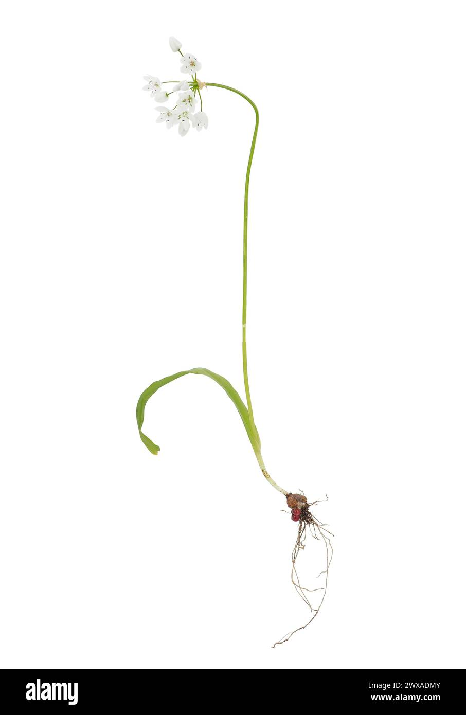 Plante d'ail blanche isolée sur fond blanc, Allium neapolitanum Banque D'Images
