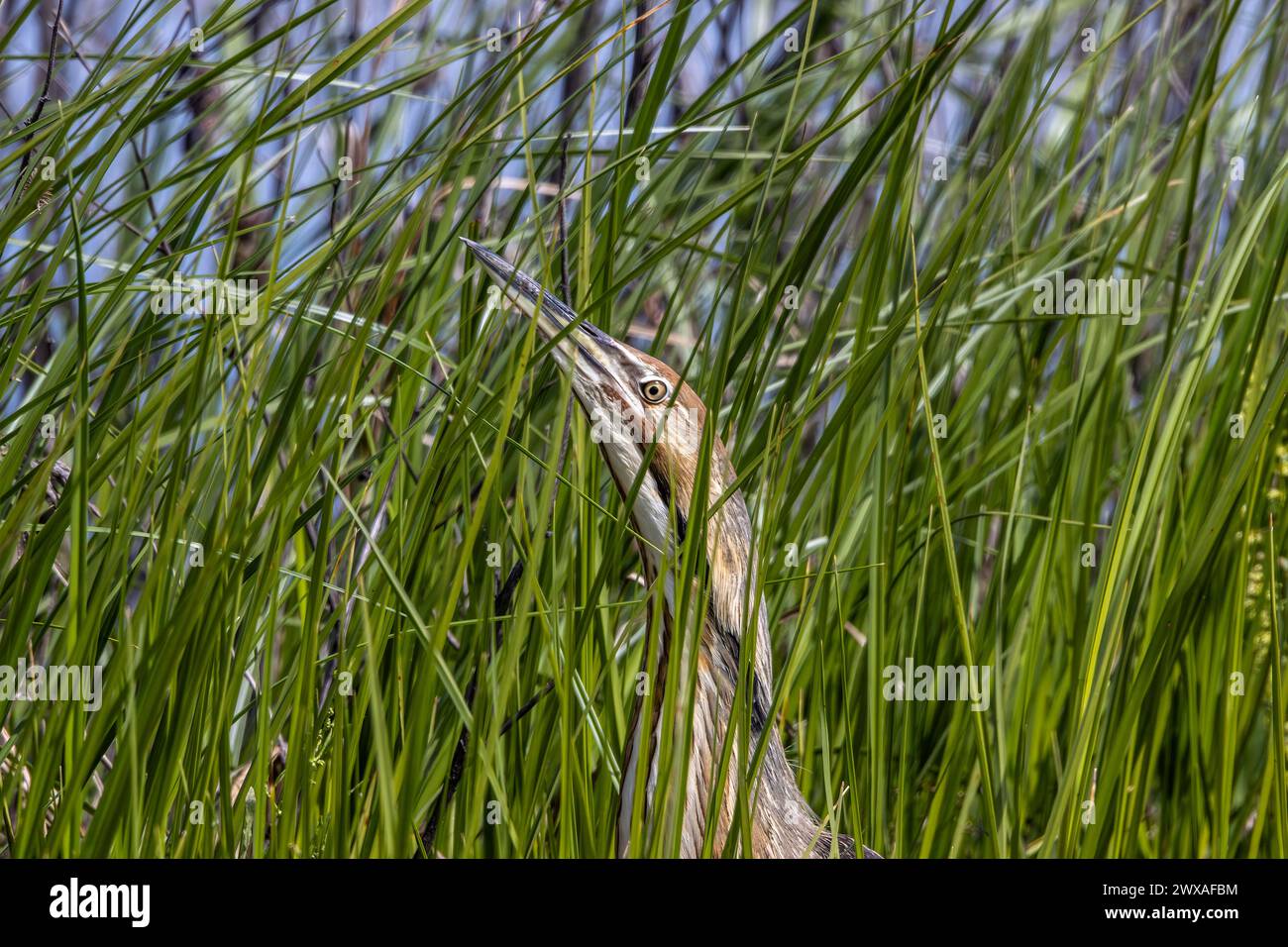 Un bittern américain (Botaurus lentiginosus) se cache dans de hautes herbes au refuge national de faune de Merced dans la vallée centrale de Californie aux États-Unis Banque D'Images