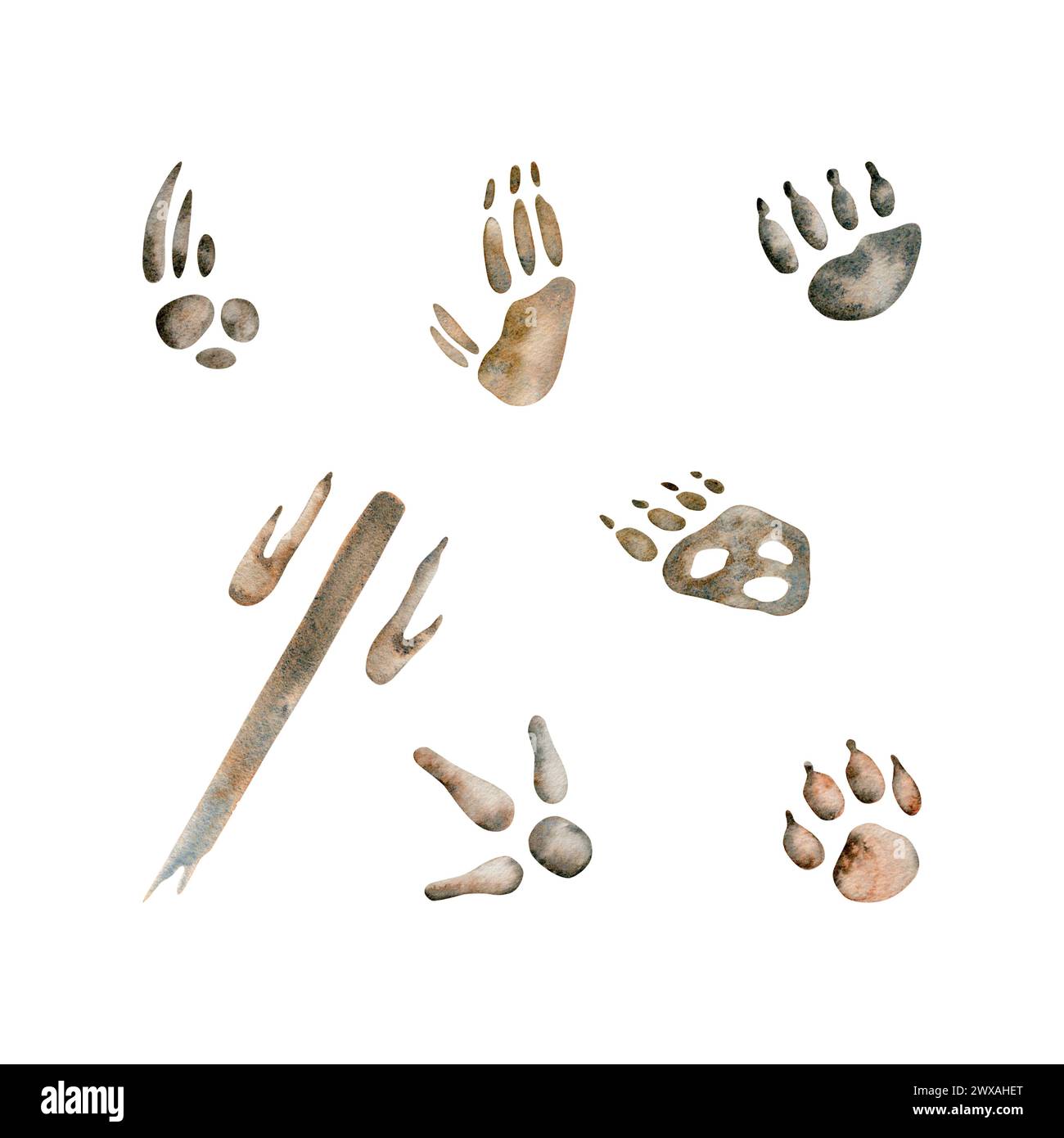 Empreintes de pattes d'émeu et de kangourou. Pas de dingo et d'opossum. Koala, Wombat et Echidna animaux indigènes australiens. Illustration aquarelle isolée sur BA blanc Banque D'Images