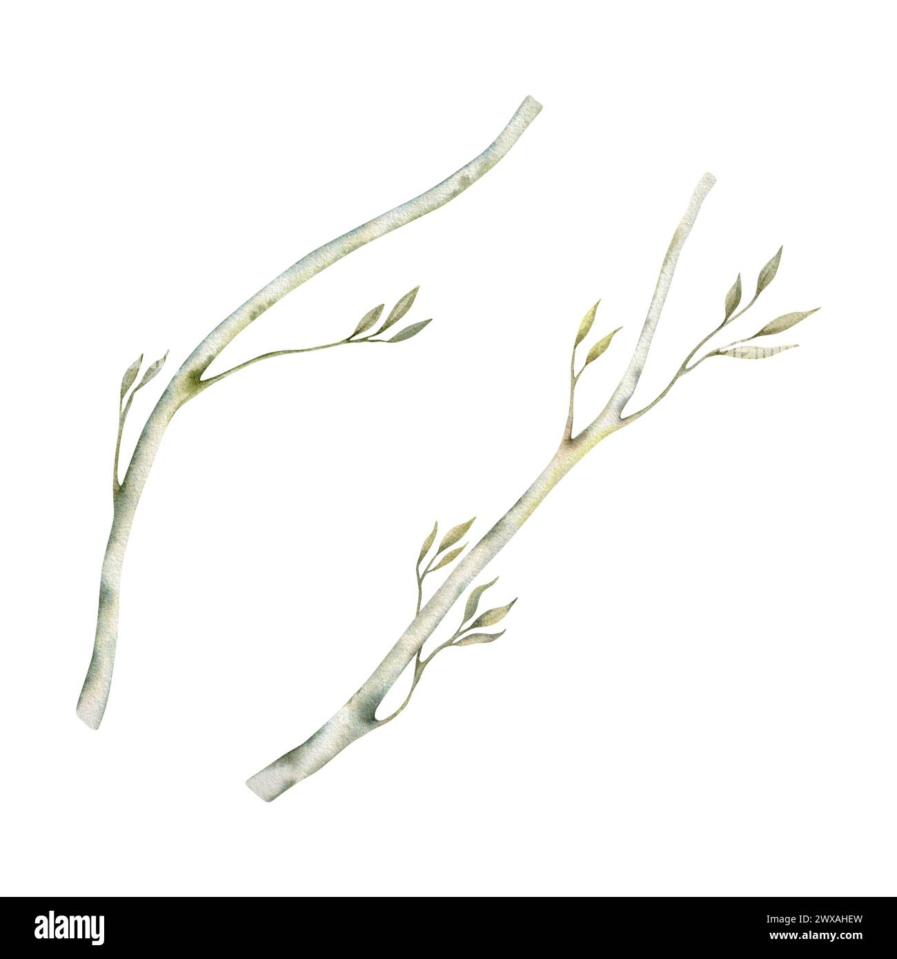 Branches d'arbre abstraites. Élégant feuillage vert et sec. Illustration aquarelle isolée sur fond blanc. Éléments botaniques dessinés à la main pour la nature Banque D'Images