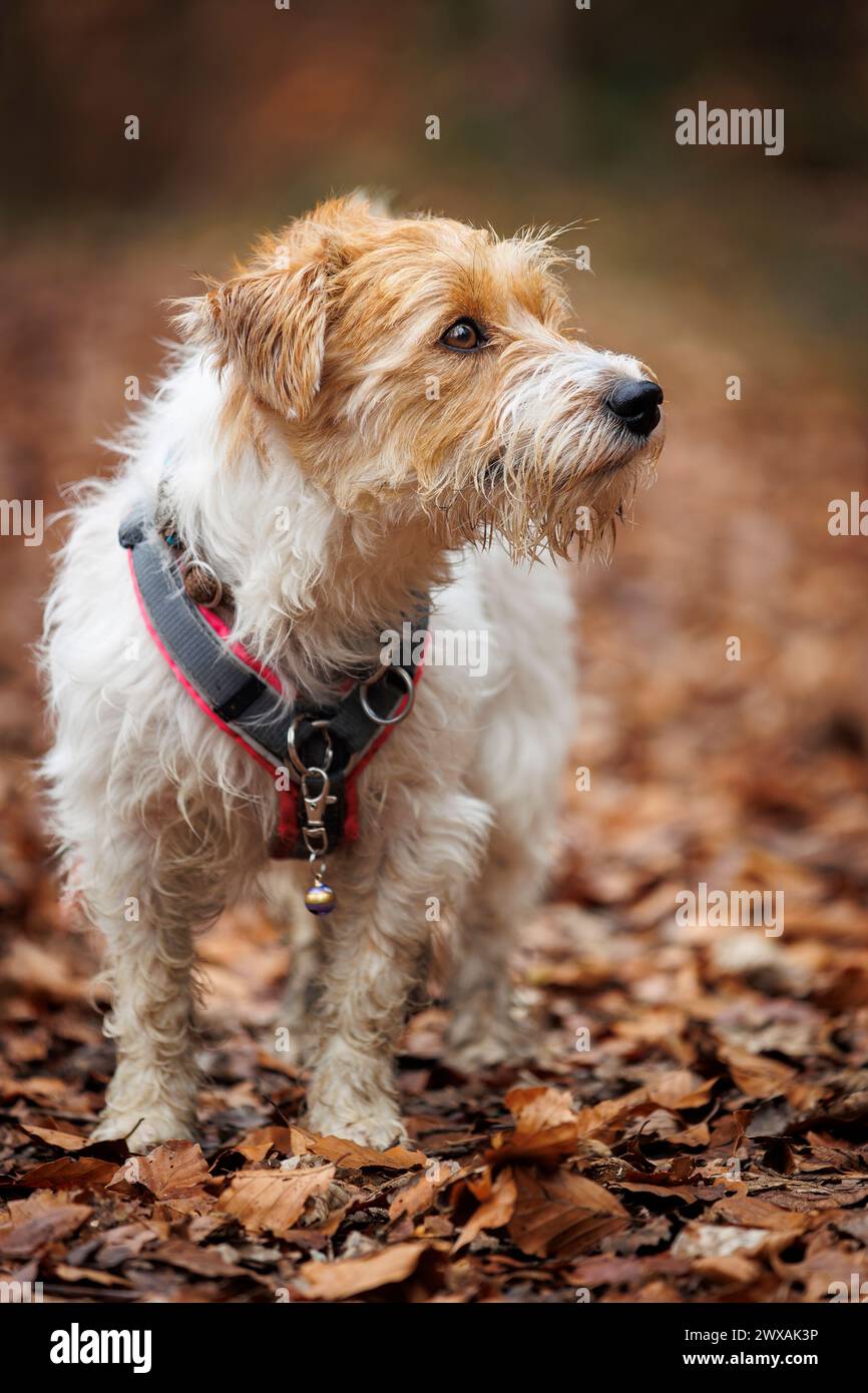 Chien blanc et brun assis dans une forêt sur des feuilles brunes, jack russel terrier Arusha Banque D'Images Chien blanc et brun assis dans une forêt sur des feuilles brunes, jack russel terrier Arusha Banque D'Images