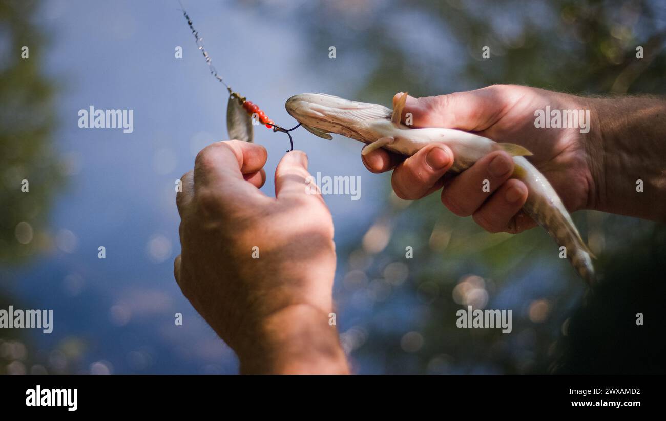 Les mains du pêcheur sportif tenant un poisson pris sur l'hameçon, le libérant doucement dans l'eau. Concepts de pêche à la ligne et de capture et de libération. Banque D'Images
