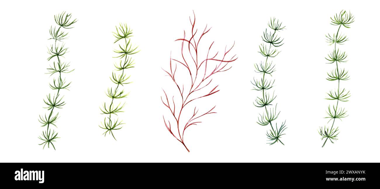 Plantes sous-marines. Mauvaises herbes d'aquarium. Flore marine, aqua kelps. Ensemble de phytoplancton, algues, laminaires. Illustration aquarelle isolée Banque D'Images