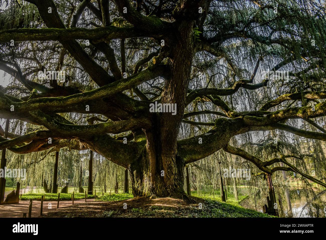 Vue d'un magnifique cèdre bleu pleureur de l'atlas dans un parc en France Banque D'Images