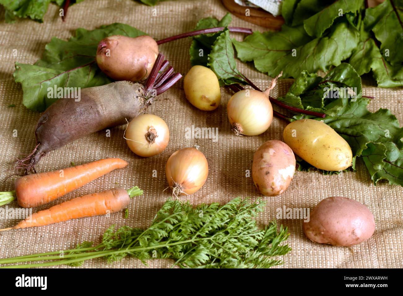 En gros plan, les fruits mûrs, les betteraves, les carottes, les pommes de terre et les oignons reposent sur le tissu. Banque D'Images