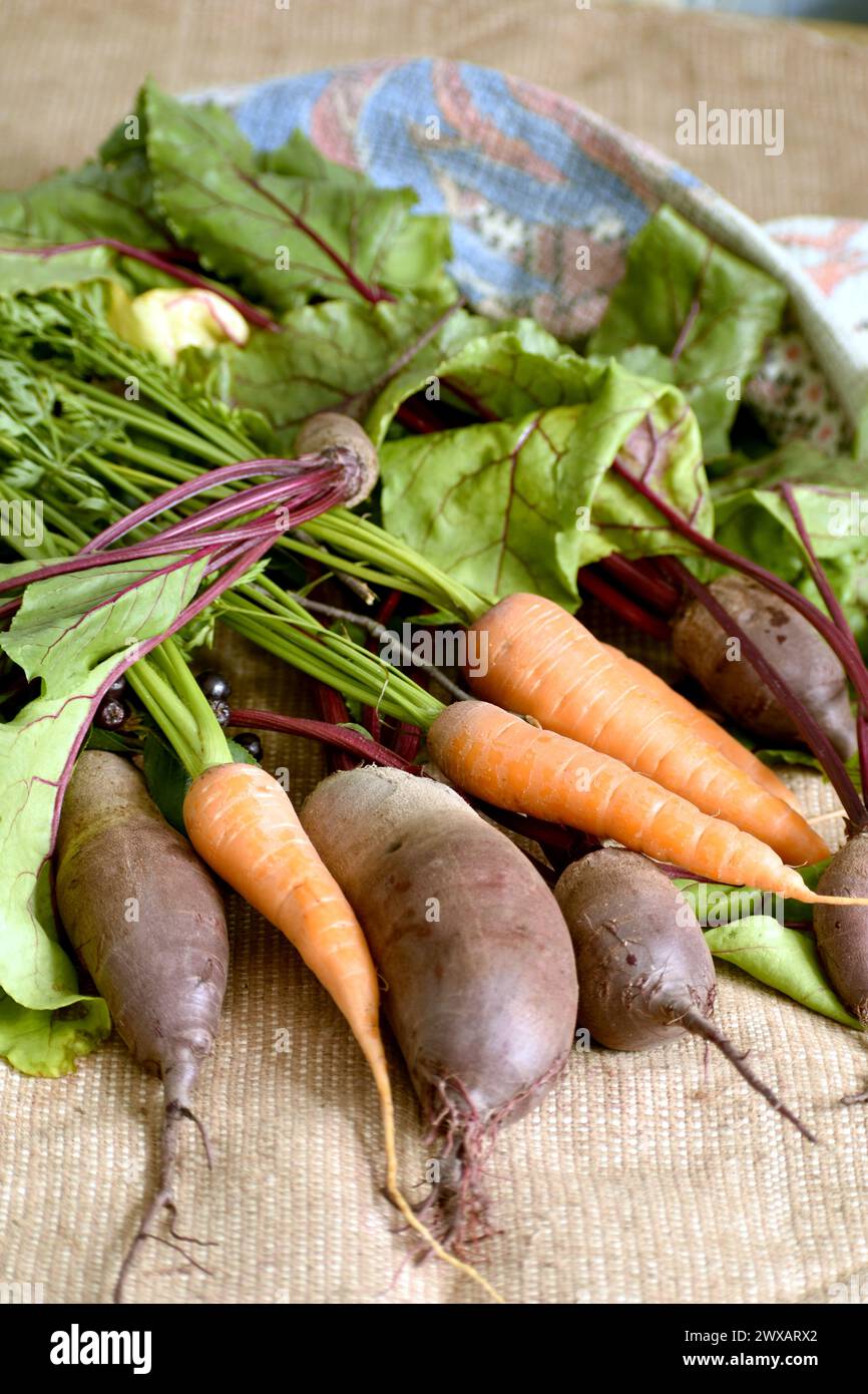 Dans la photo en gros plan, les fruits mûrs de betteraves et de carottes avec des sommets reposent sur le tissu. Banque D'Images