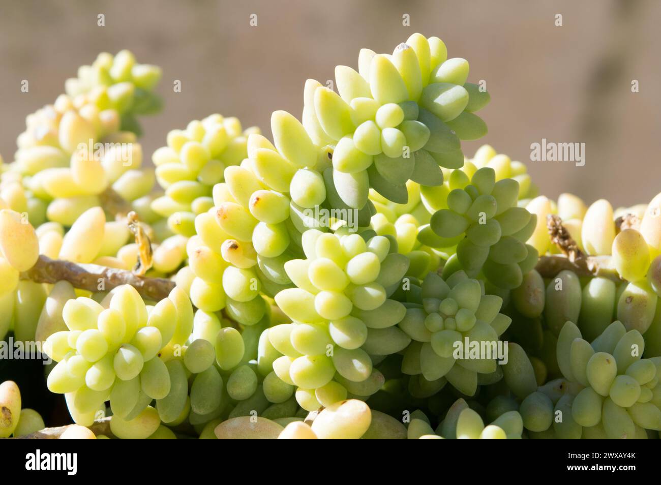 Sedum burrito, queue d'âne ou queue de burro succulente à l'extérieur Banque D'Images