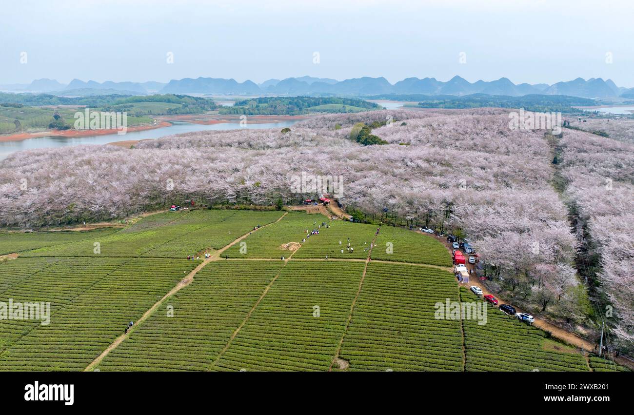 Guiyang, Chine. 29 mars 2024. Une photo aérienne montre des cerisiers en pleine floraison à la plantation de cerisiers dans le nouveau district de Gui'an à Guiyang, province du Guizhou, Chine, le 29 mars 2024. (Photo de Costfoto/NurPhoto) crédit : NurPhoto SRL/Alamy Live News Banque D'Images