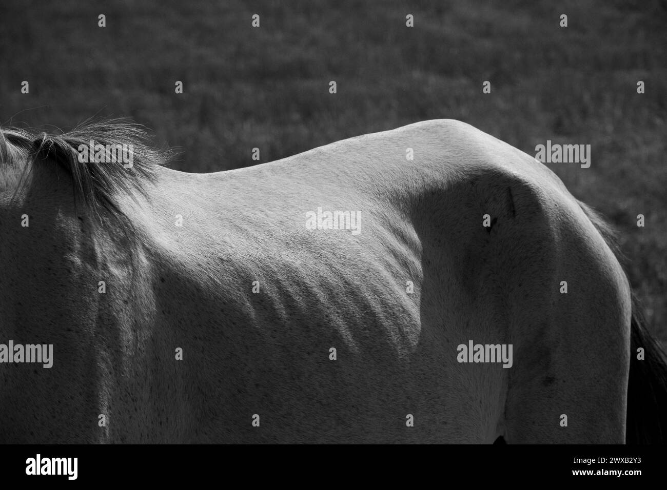 Le corps du cheval se forme sous le soleil. Province de Fars, Iran Banque D'Images