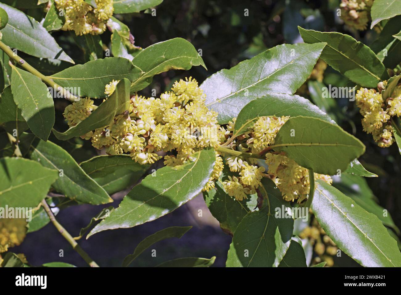 Détail d'une branche de laurier, feuilles et fleurs, Laurus nobilis, Lauraceae Banque D'Images