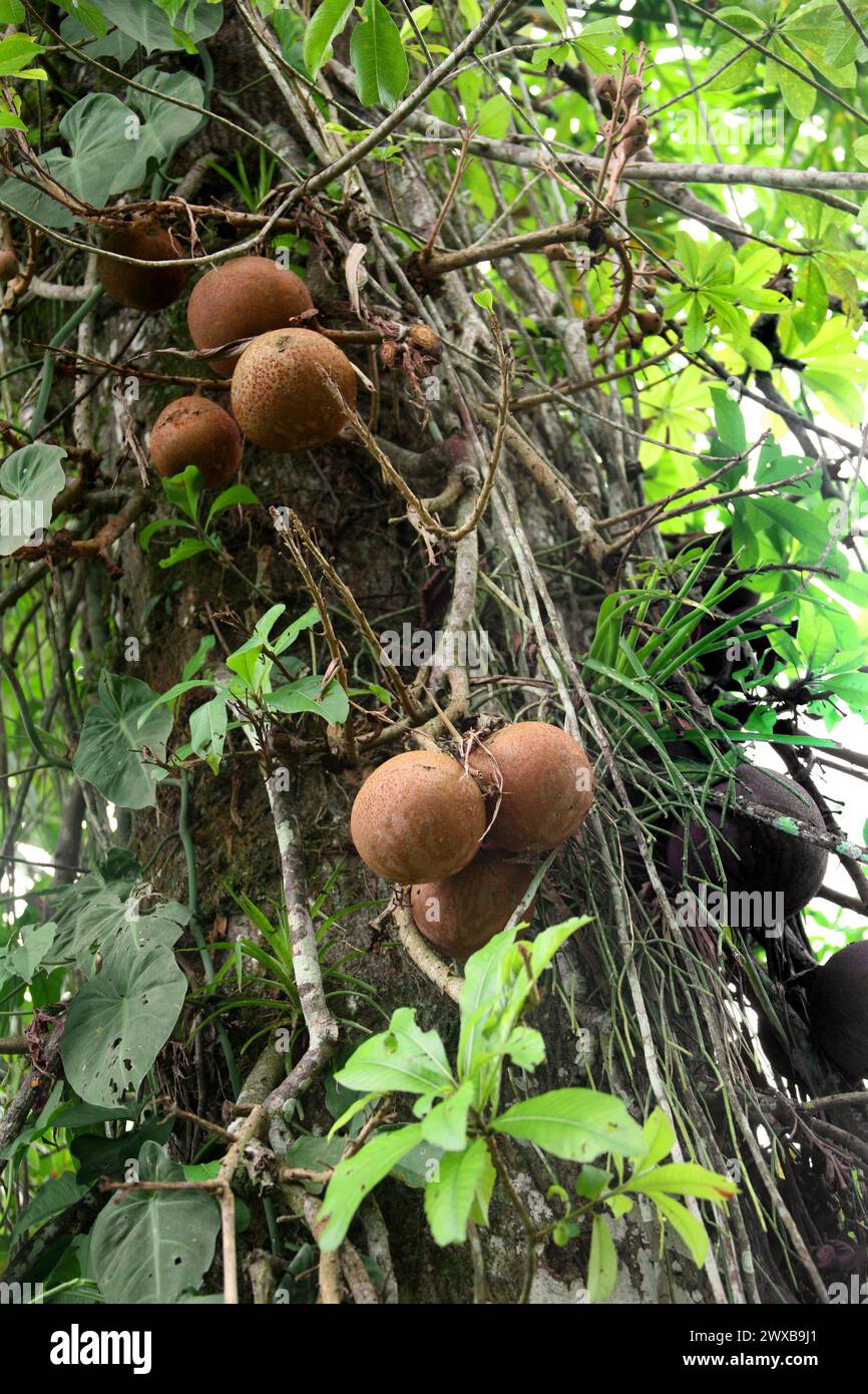 Arbre à boules de canon, Couroupita guianensis, Lecythidaceae. Costa Rica. Banque D'Images