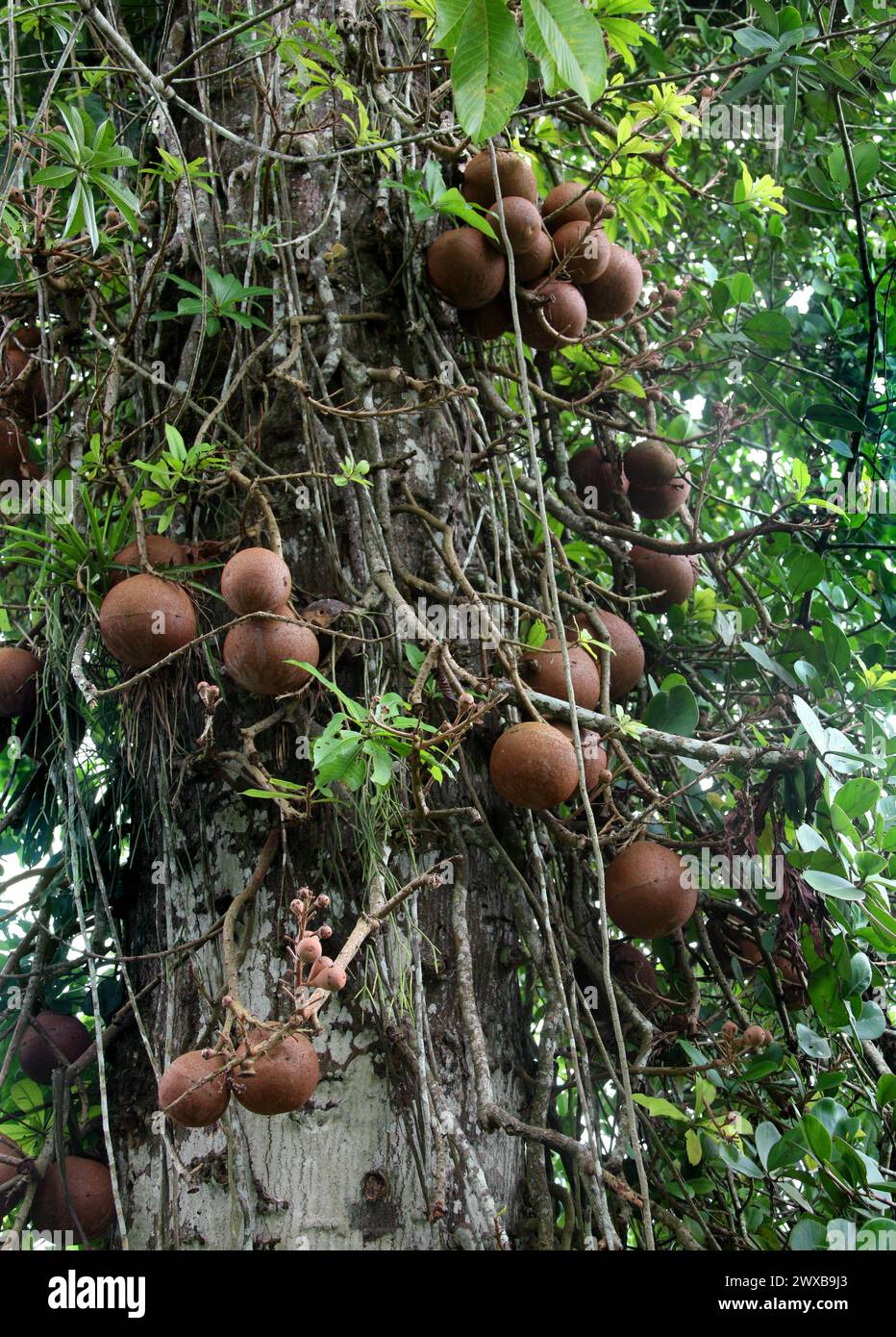 Arbre à boules de canon, Couroupita guianensis, Lecythidaceae. Costa Rica. Banque D'Images