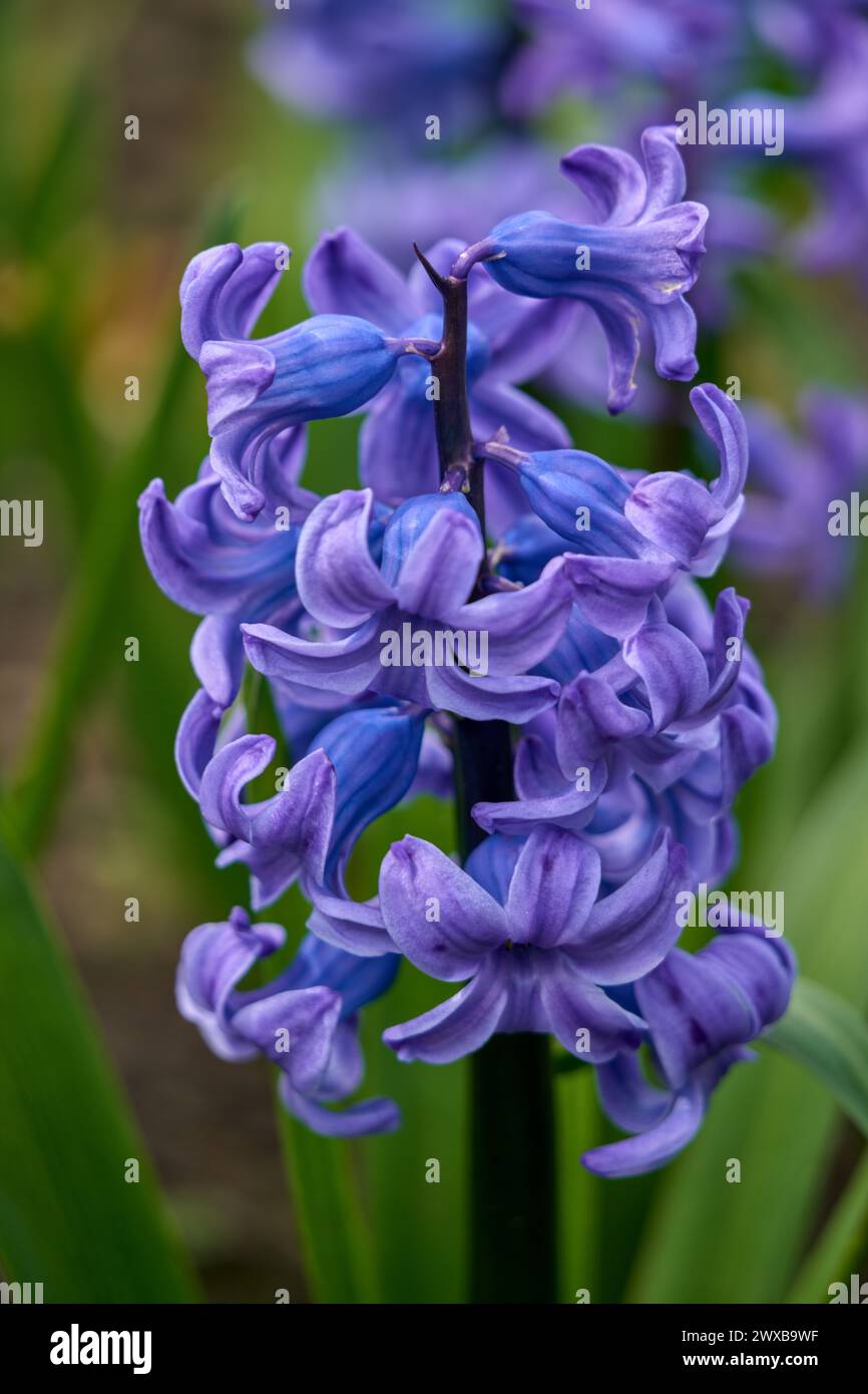 Fleur de jacinthe bleu violet en pleine floraison Banque D'Images