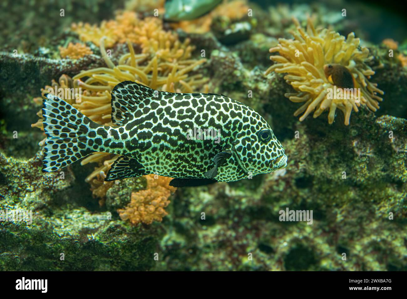 Les lèvres sucrées d'Harlequin (Plectorhinchus chaetodonoides) sont des poissons marins indigènes de l'océan Indo-Pacifique tropical. Banque D'Images