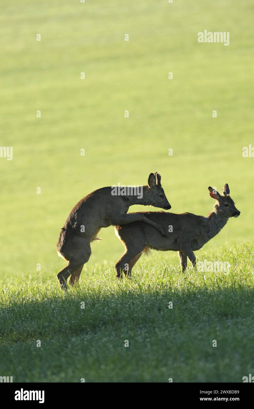 Chevreuil d'Europe (Capreolus capreolus) faon en velours et manteau d'hiver montant ludique un autre faon avec des pointes de différentes longueurs, Allgaeu Banque D'Images