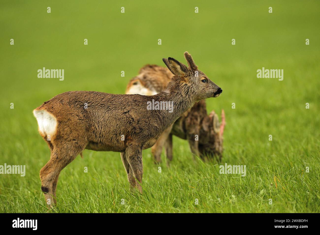 Chevreuil d'Europe (Capreolus capreolus) faon en manteau d'hiver avec de courtes cornes de velours et des blessures aux yeux dans la prairie, Allgaeu, Bavière, Allemagne Banque D'Images