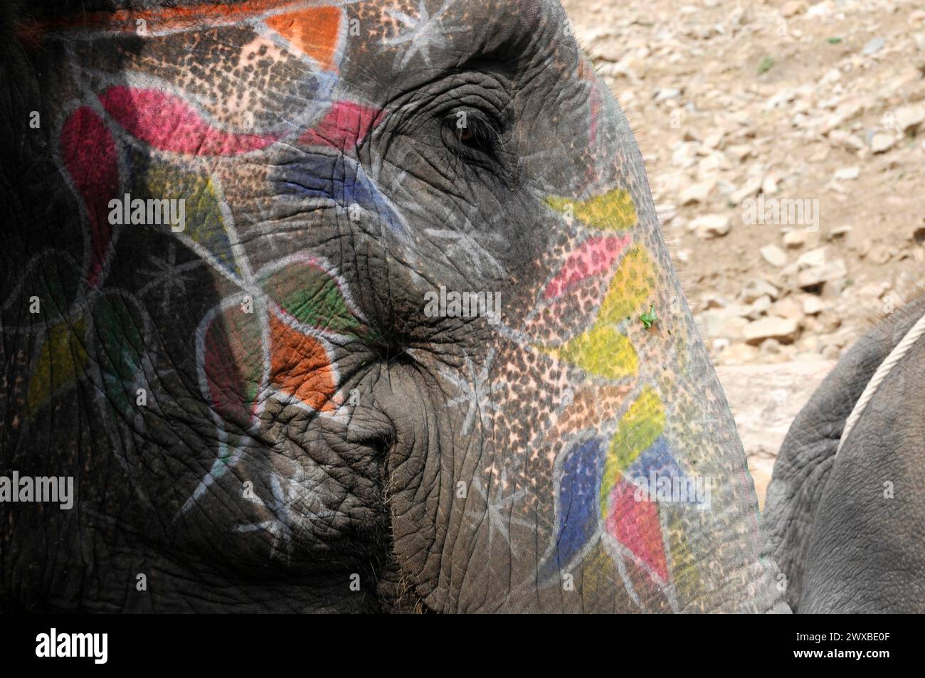 Chevauchant des éléphants à Amber Fort, Amber, près de Jaipur, Rajasthan, gros plan d'un visage d'éléphant peint de couleurs vives avec accent sur la texture de la peau Banque D'Images