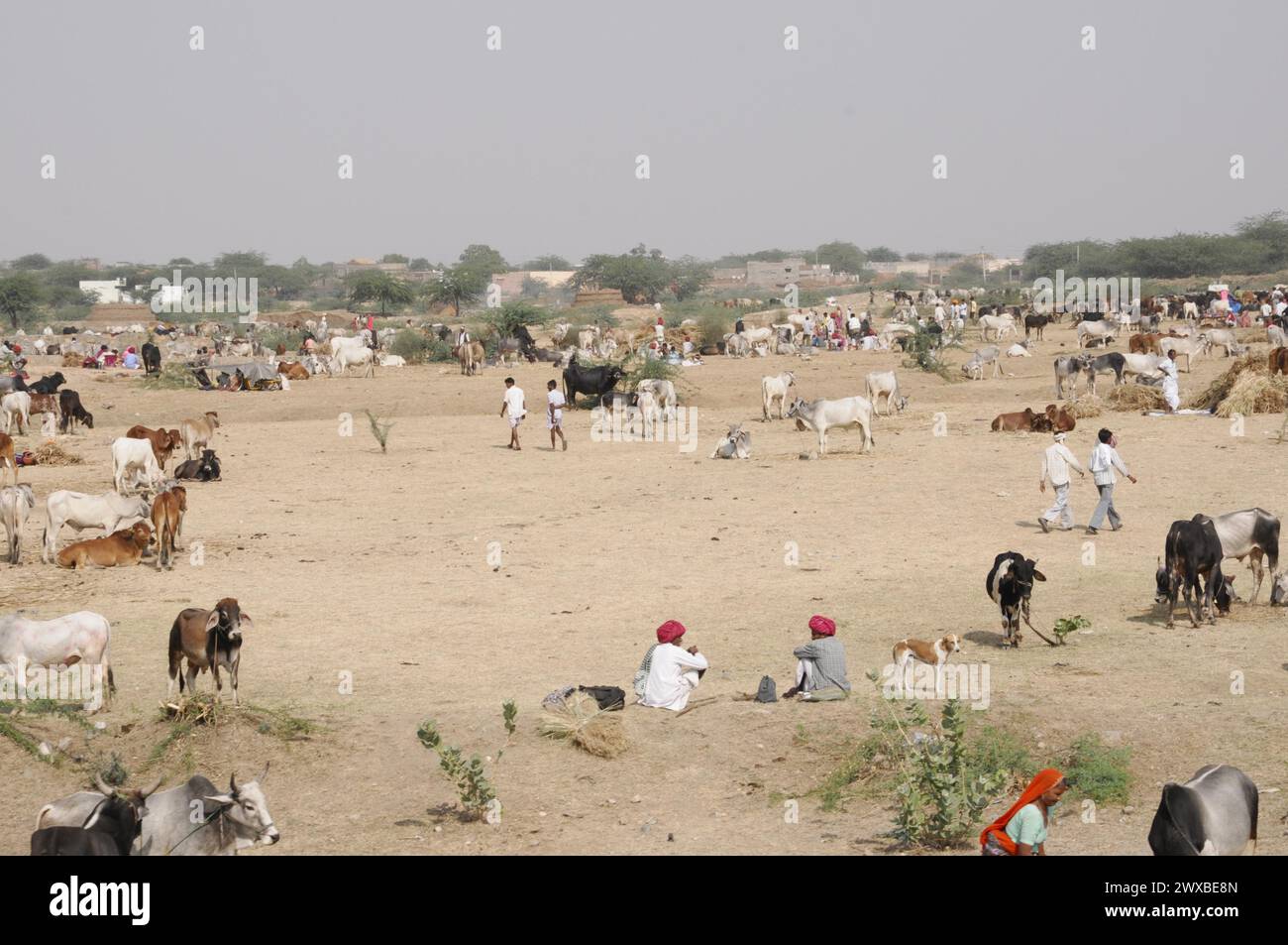 Marché de chameau, foire, gens, marché de mariage, animaux, ville désertique de Pushkar, (Pushkar Camal Fair), vue sur un marché de bétail animé avec des gens et divers Banque D'Images