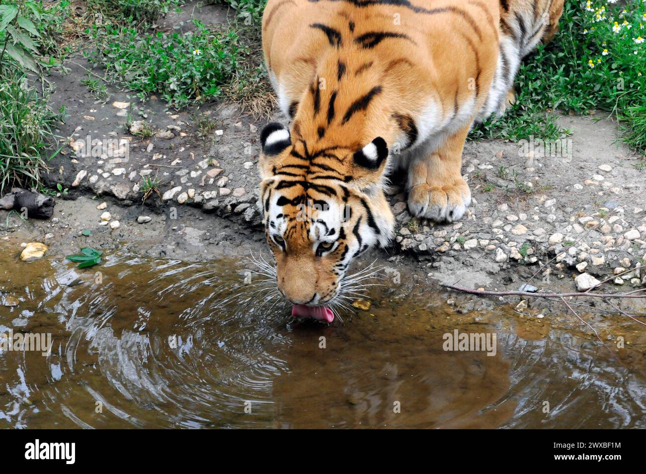 Tigre de Sumatra (Panthera tigris sumatrae), captif, un tigre adulte buvant soigneusement de l'eau d'un petit étang, Leipzig, Allemagne Banque D'Images