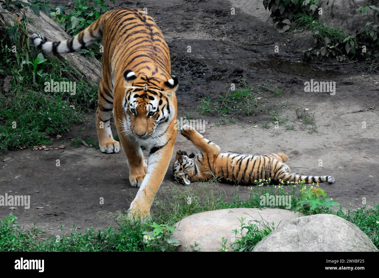 Tigre de Sumatra (Panthera tigris sumatrae), femelle avec jeune, captif, Un tigre jeune joue au sol tandis qu'un tigre adulte approche, Leipzig Banque D'Images