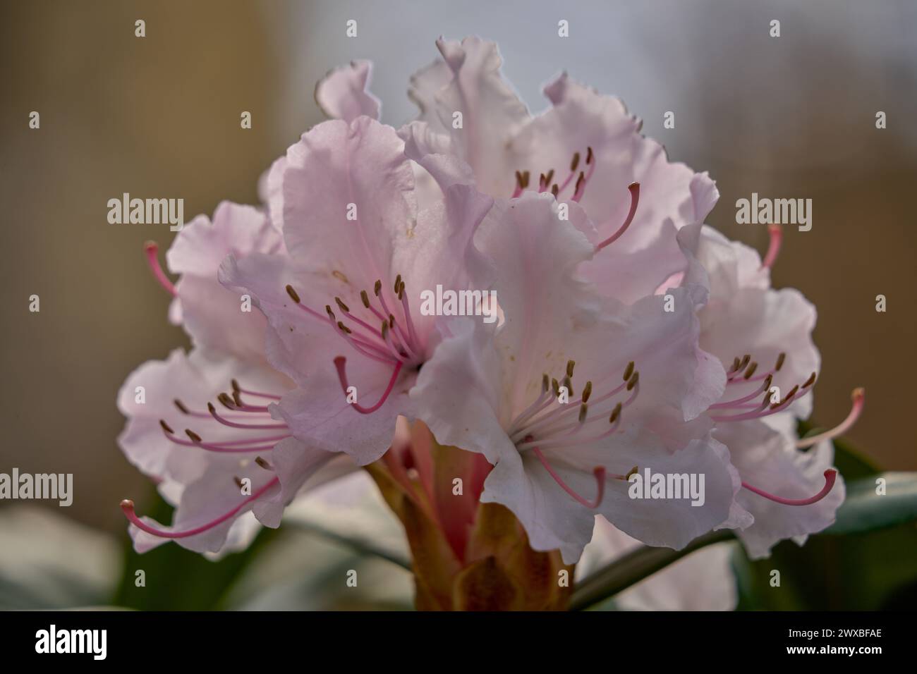 fleur de rhododendron printanière en gros plan Banque D'Images
