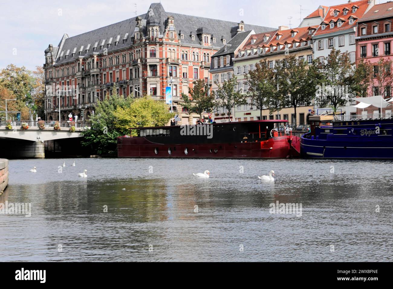 Balade en bateau sur L'ILL, Strasbourg, Alsace, Une scène de ville avec rivière, cygnes nageant près et bâtiments traditionnels, Strasbourg, Alsace, France Banque D'Images