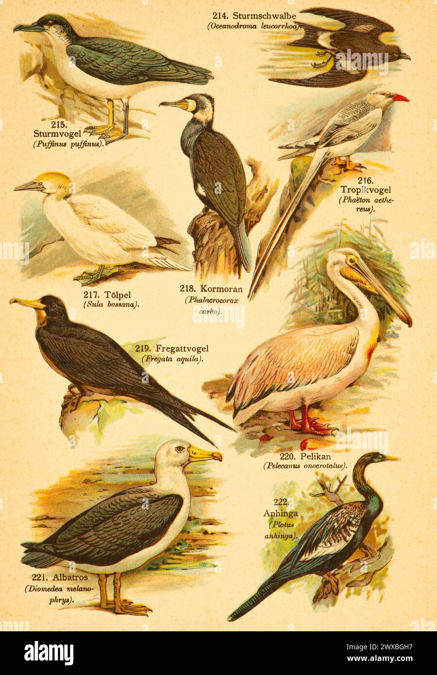 Pétrel (Puffinus puffinus), pétrel de tempête (Oceanodroma leucorrhoa), oiseau tropical (Phaeton aethereus), grand cormoran (Phalacrocorax carbo), canet Banque D'Images