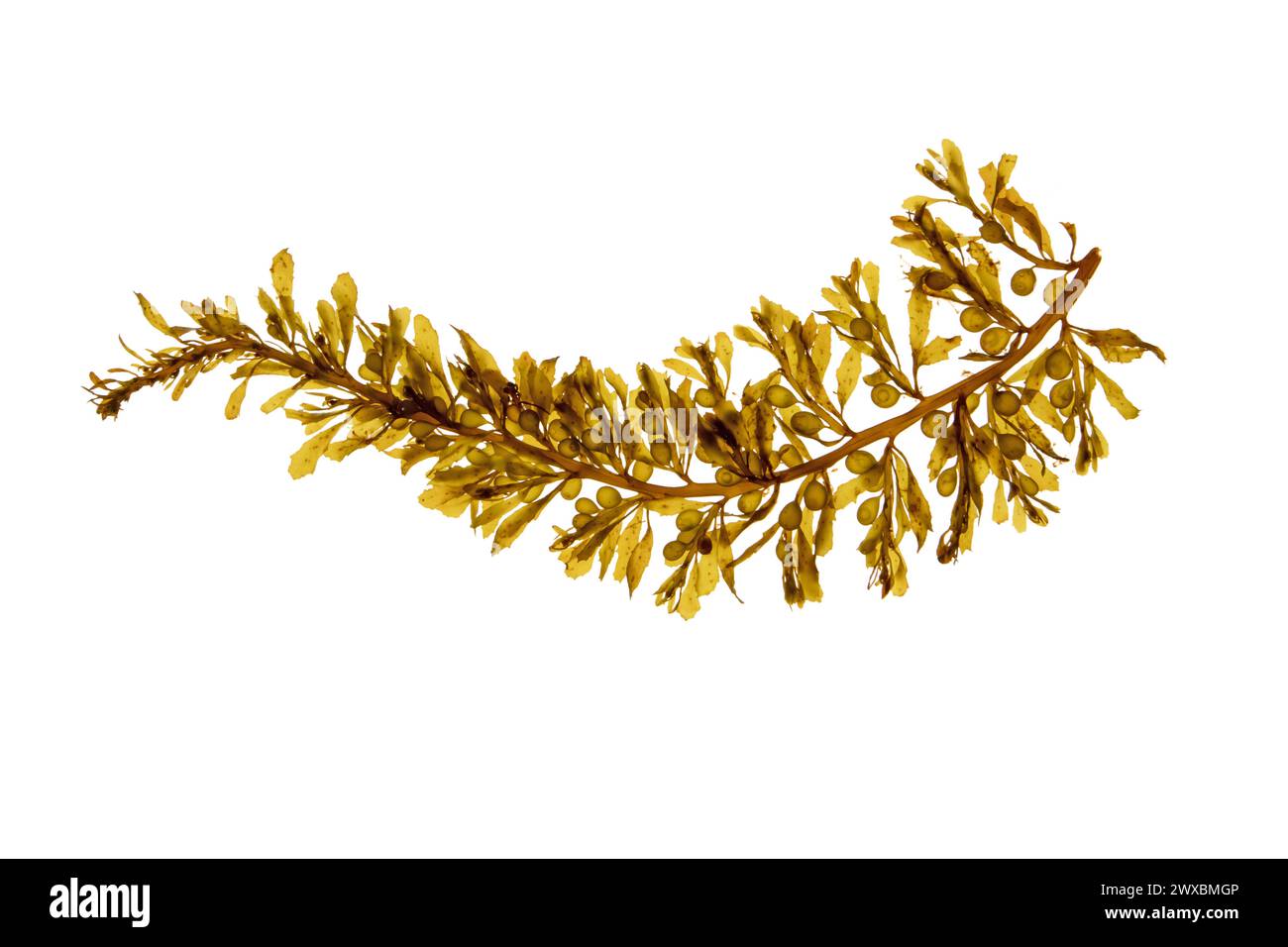 Algues brunes sargasses muticum avec flotteurs ronds remplis de gaz. Algues japonaises wireweed ou japweed avec vésicules aériennes isolées sur blanc. Banque D'Images